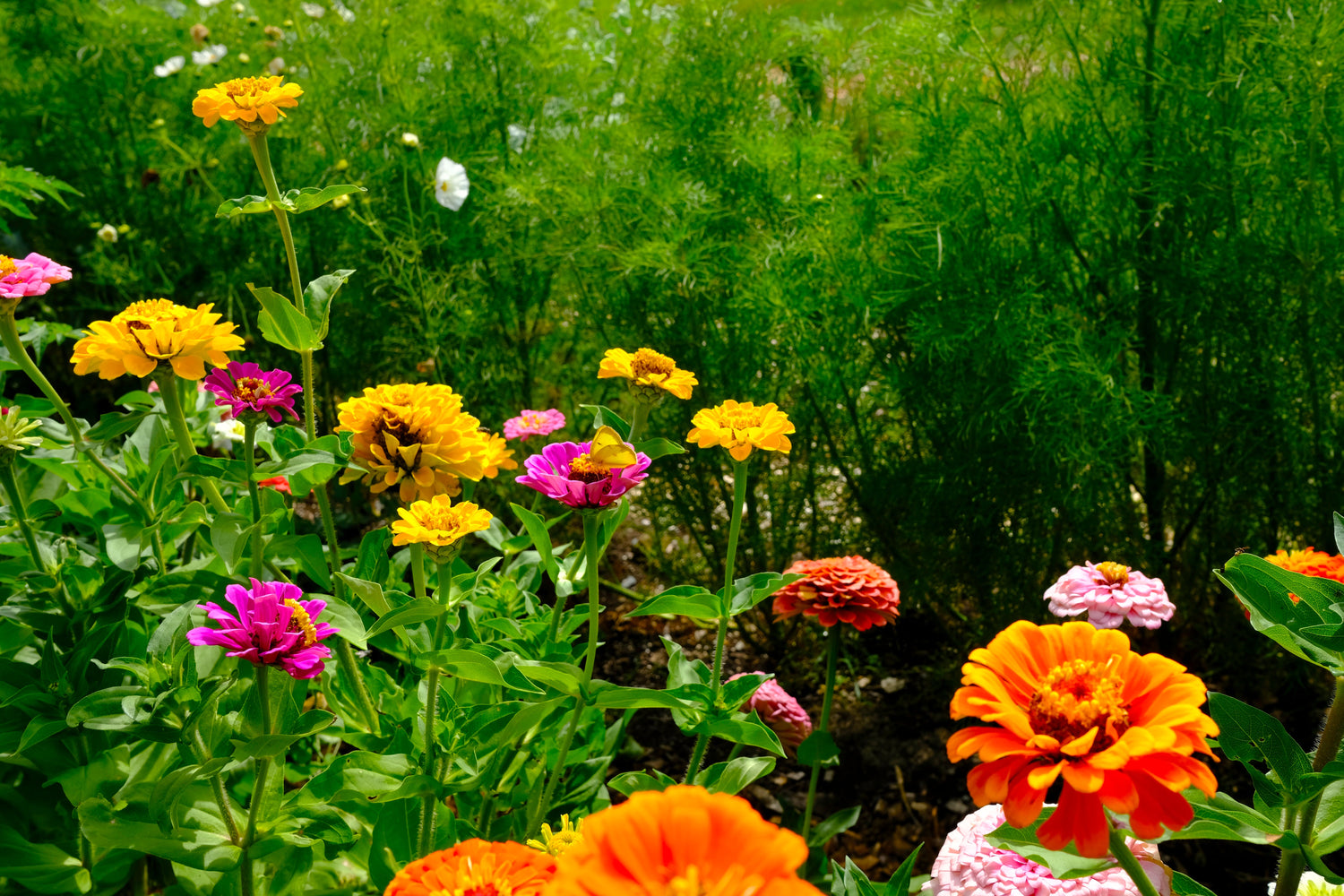 Fresh Cut-Flowers Fundraisers
